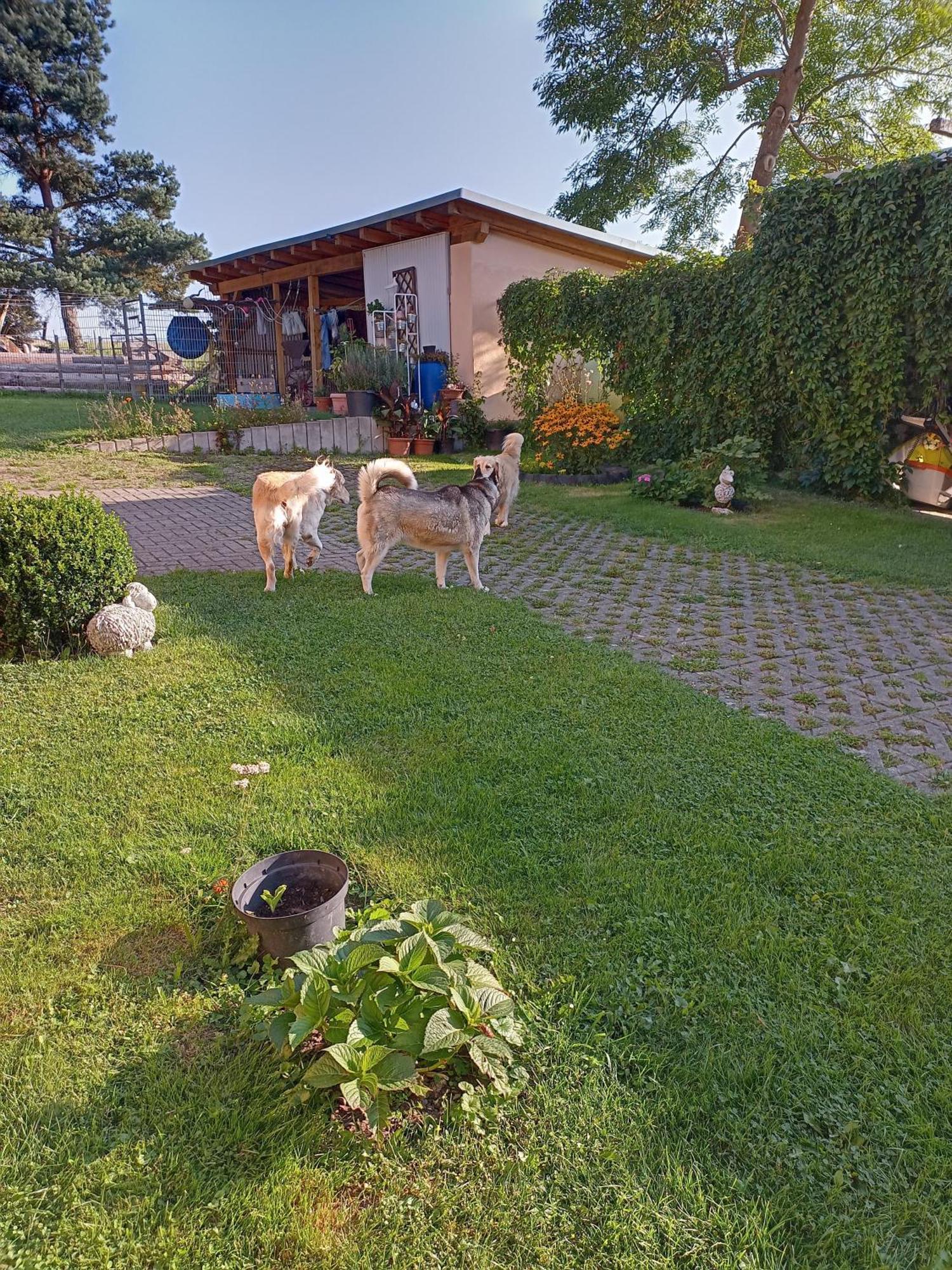 Ferienhof im grünen Herzen Dittersdorf Exterior foto